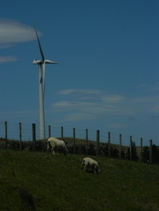 Sheep and Turbine